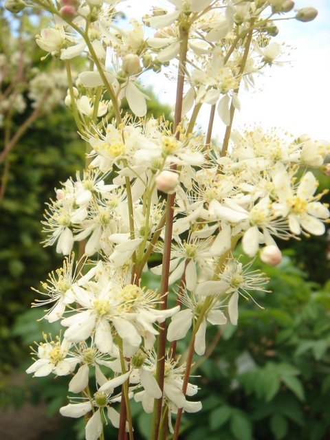 Filipendula vulgaris